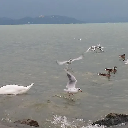 Vizparti * Сантод